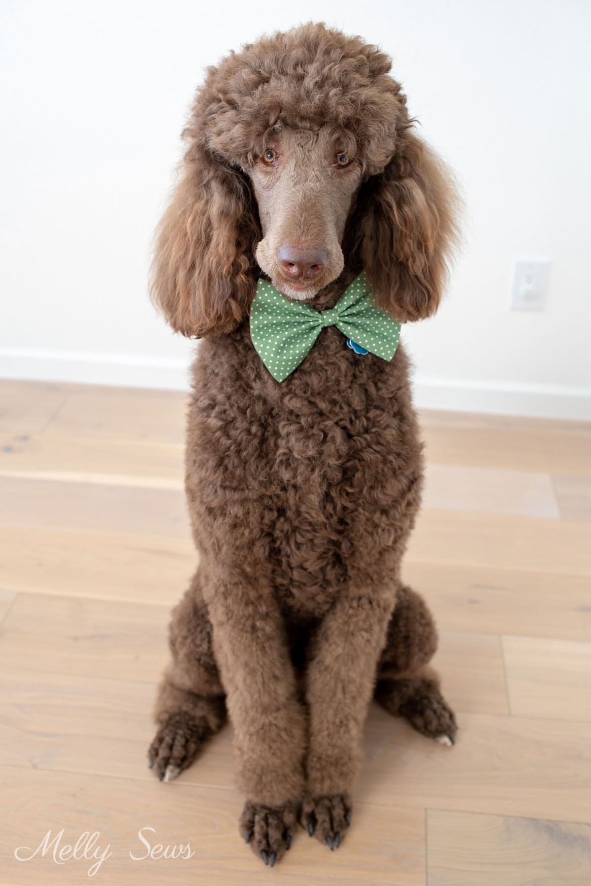 Chocolate Standard poodle wearing a green bow tie on collar