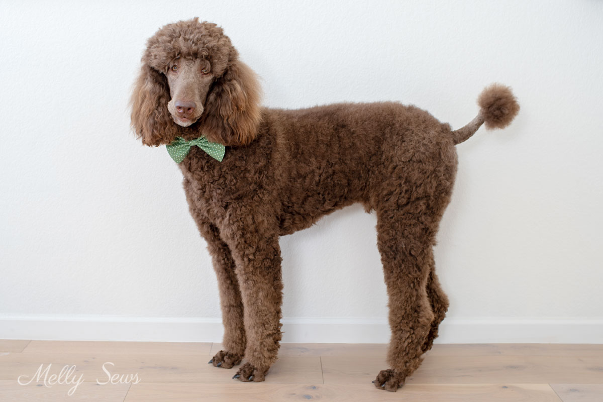 Brown Standard poodle wearing a DIY dog bow tie in green