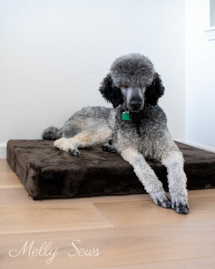 Ombre colored poodle on a diy dog bed
