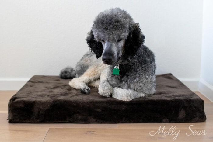 Standard poodle curled up on a home made dog bed
