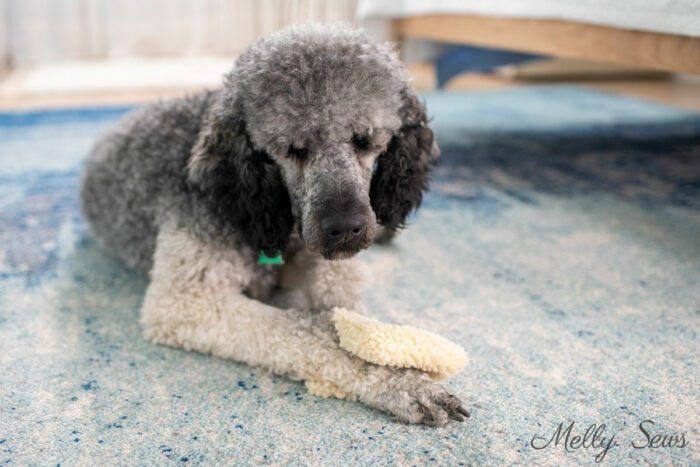 Gray standard poodle with a homemade toy