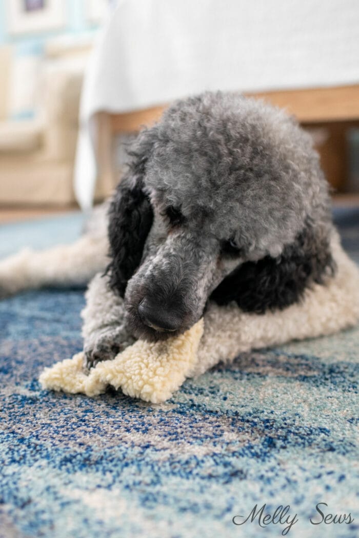Poodle chewing on a toy sewn for him